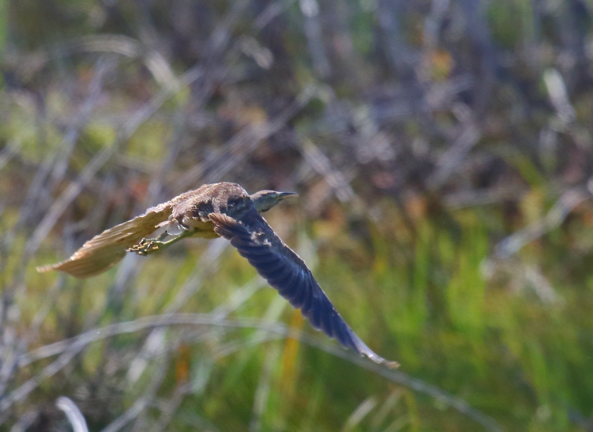 American Bittern - Greg Gillson