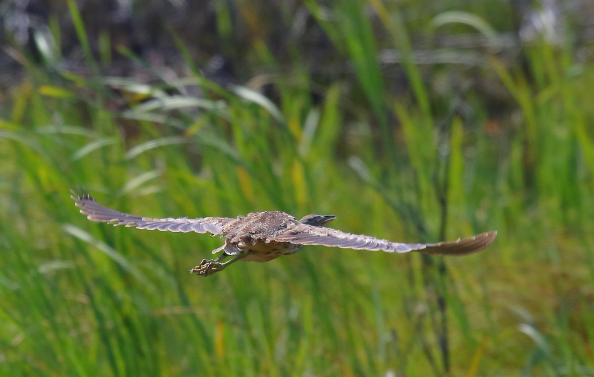 American Bittern - Greg Gillson