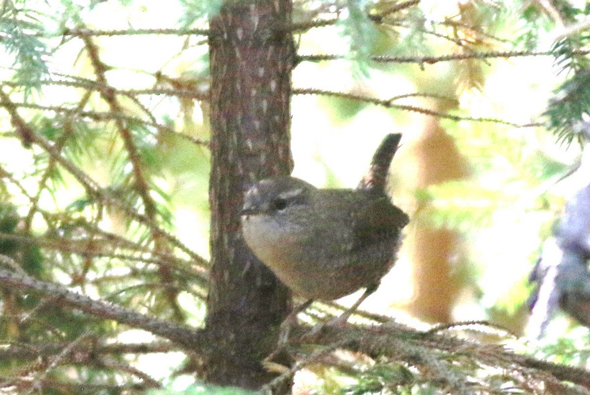 Winter Wren - ML36058811