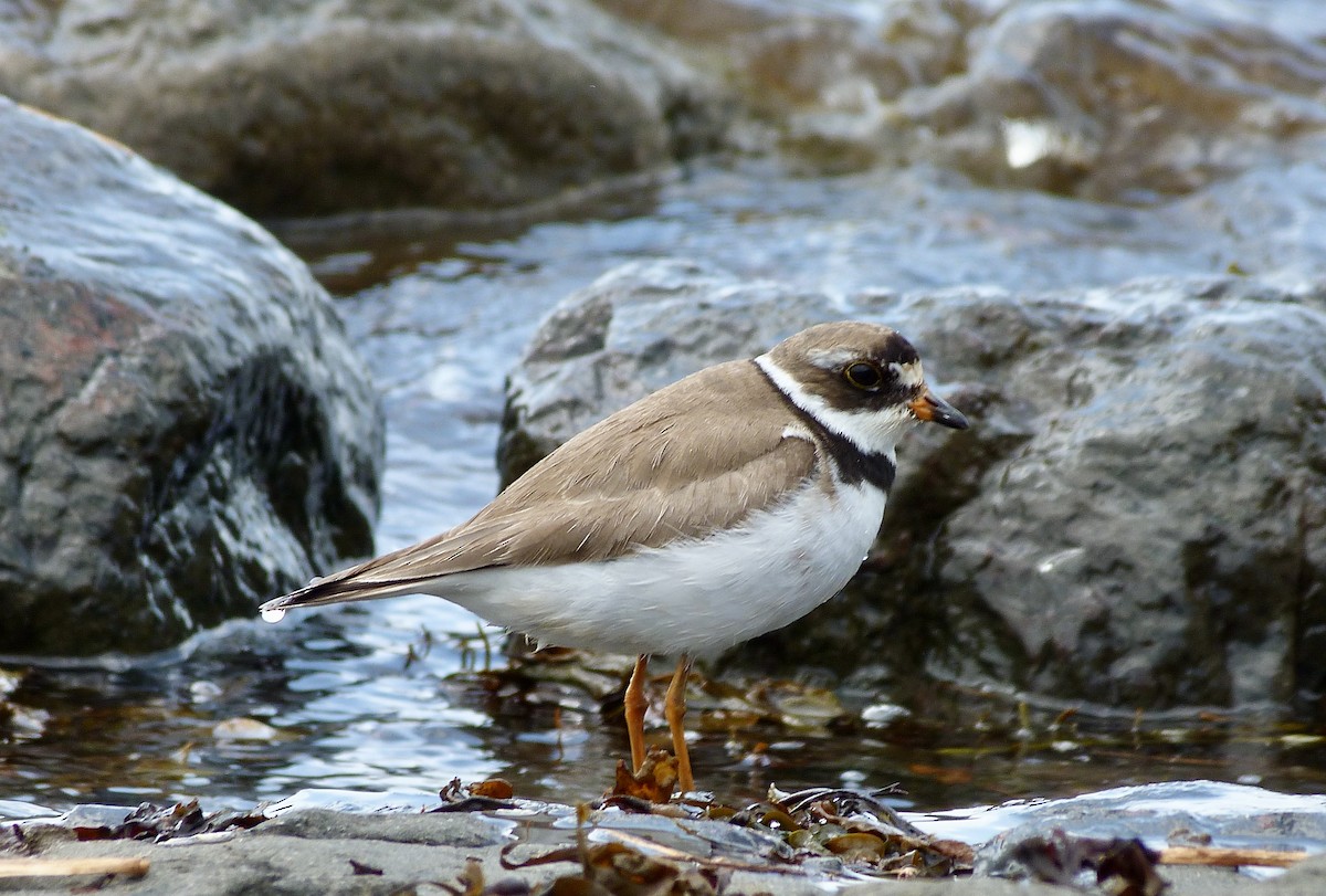 Semipalmated Plover - Rick Whitman