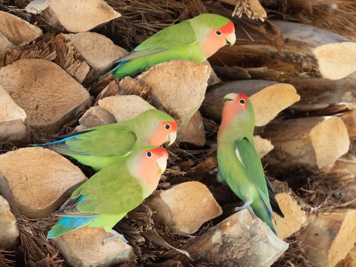 Rosy-faced Lovebird - Laurie Foss