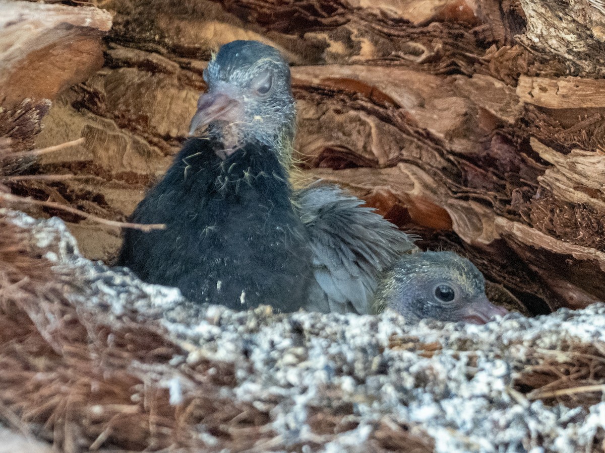 Rock Pigeon (Feral Pigeon) - Laurie Foss