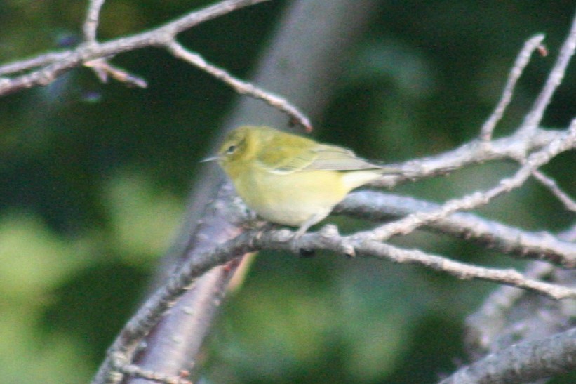 Tennessee Warbler - ML36058831