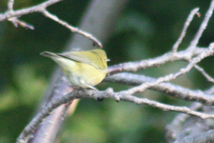 Tennessee Warbler - ML36058841