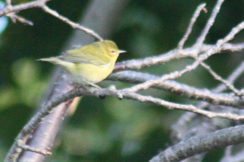 Tennessee Warbler - ML36058851