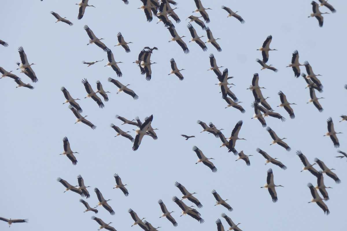 Weißstorch - ML360588521