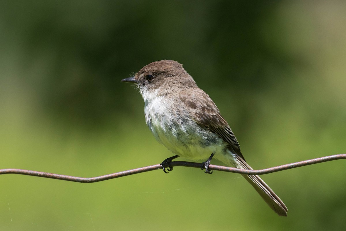 Eastern Phoebe - Miriam Baril