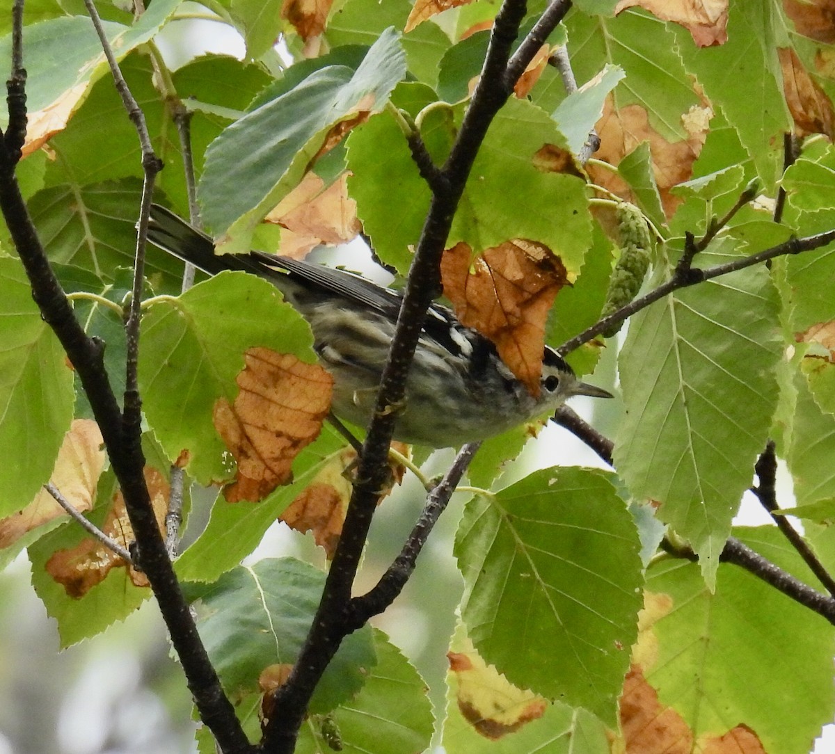 Black-and-white Warbler - Jeanne Tucker