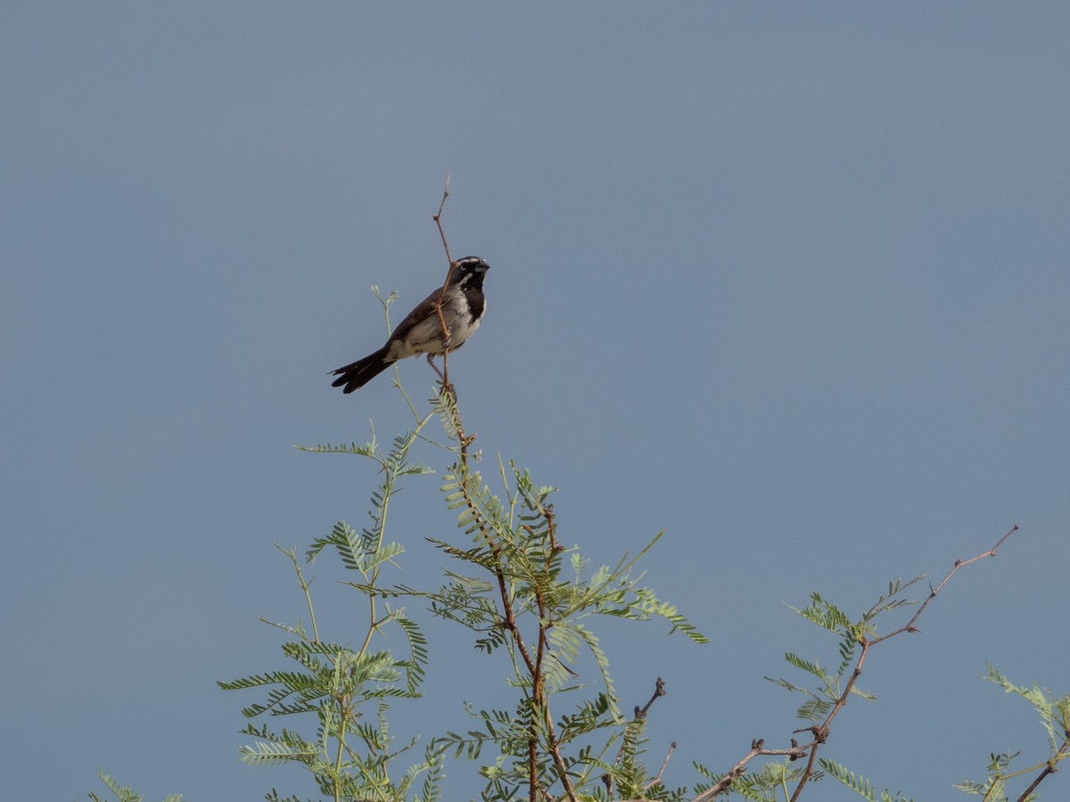 Black-throated Sparrow - Laurie Foss