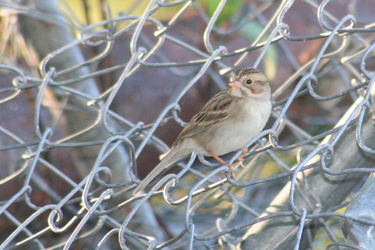Clay-colored Sparrow - ML36058891