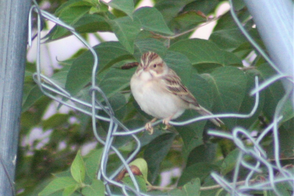 Clay-colored Sparrow - ML36058941