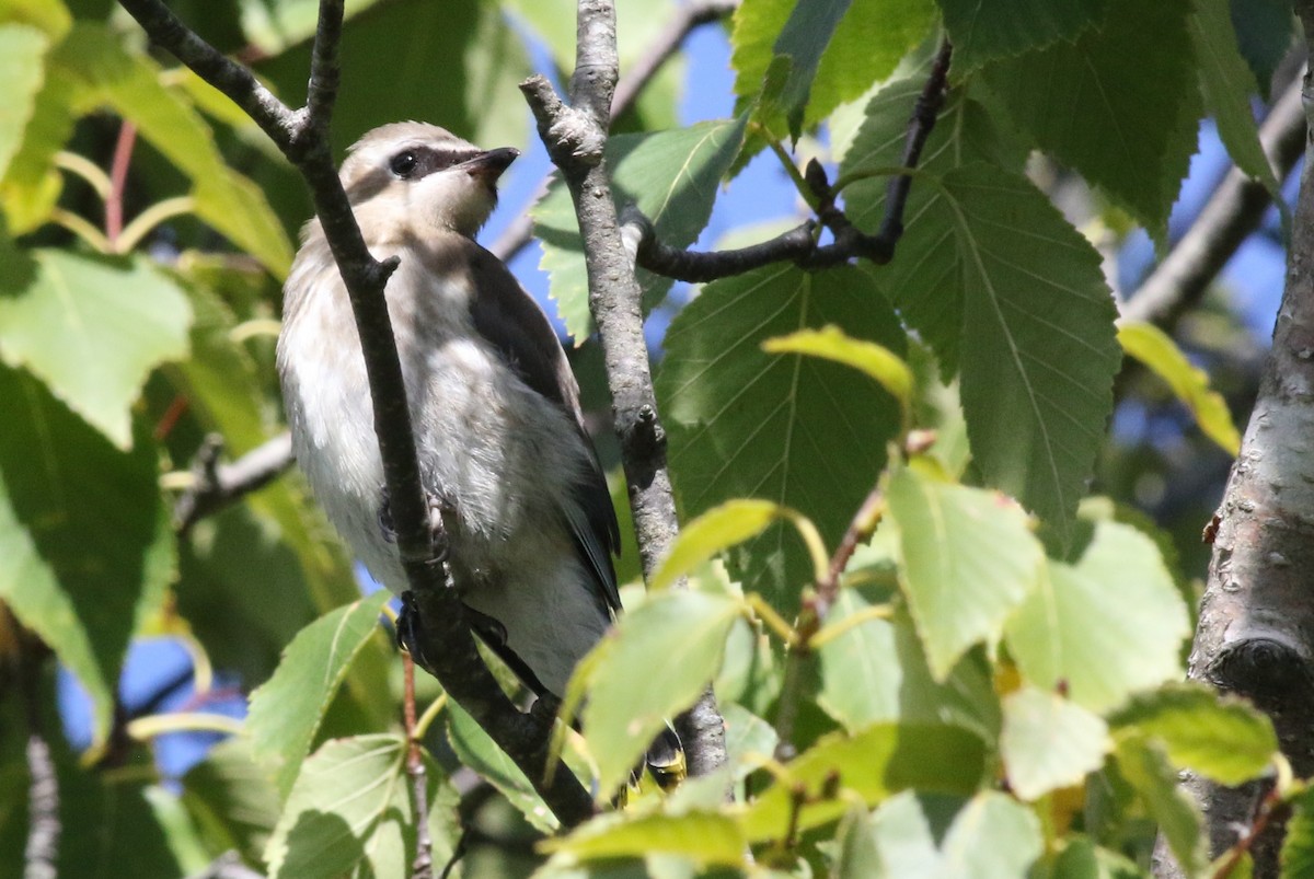 Cedar Waxwing - ML36058961