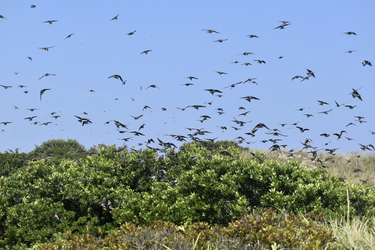 Tree Swallow - ML360590791