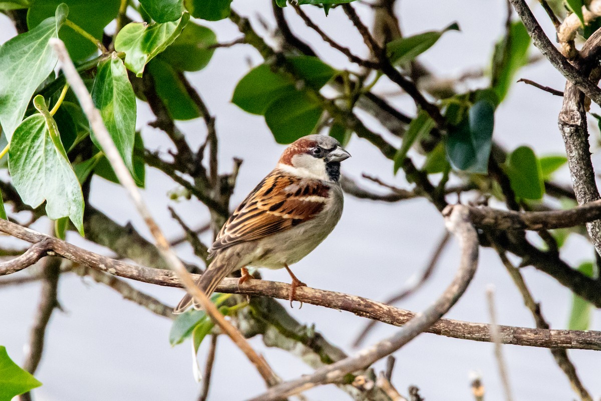 Moineau domestique - ML360593721