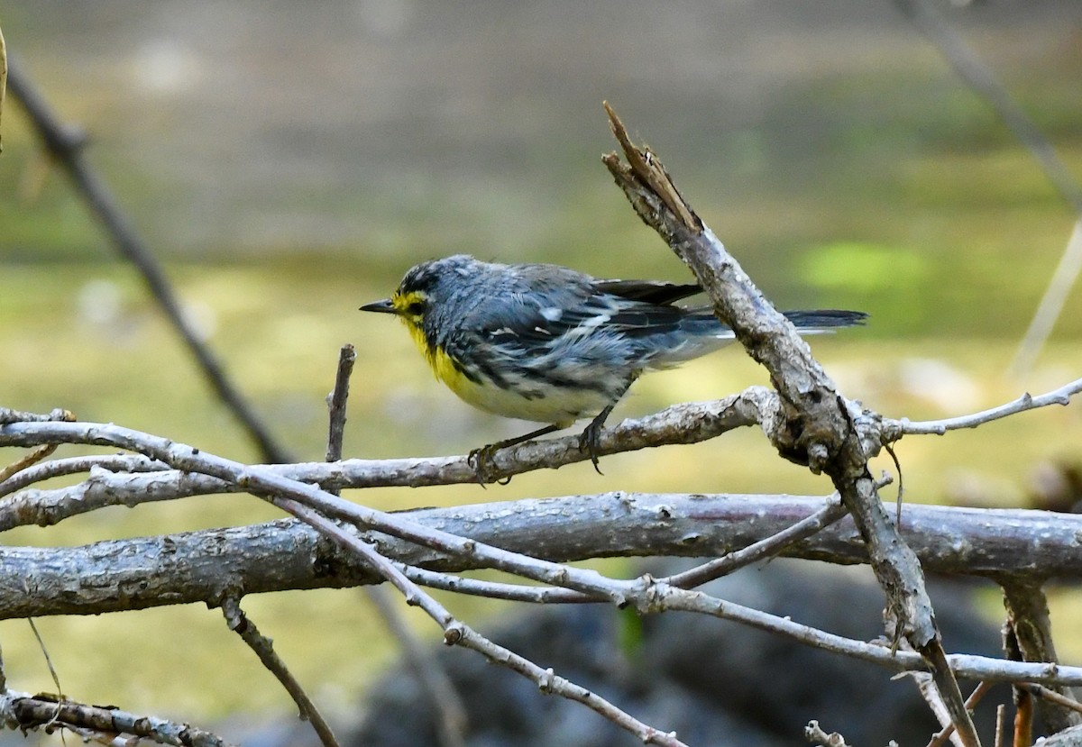 Grace's Warbler - Adam Dudley