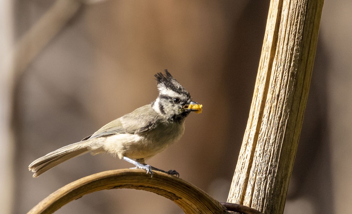 Bridled Titmouse - ML360596871