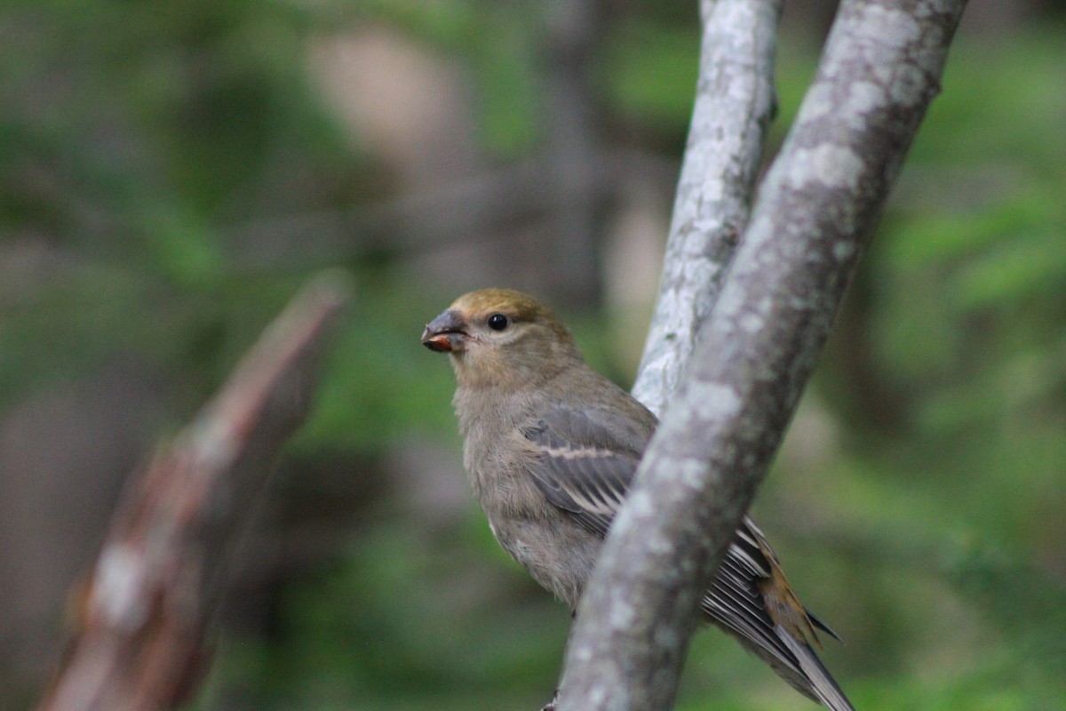 Pine Grosbeak - ML360598771