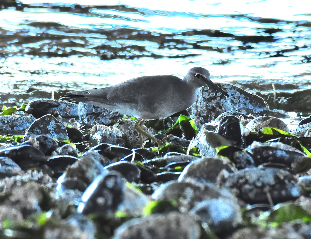 Wandering Tattler - ML360599361