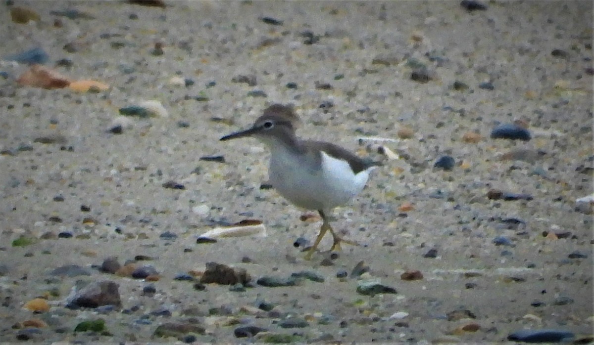 Spotted Sandpiper - ML360599731