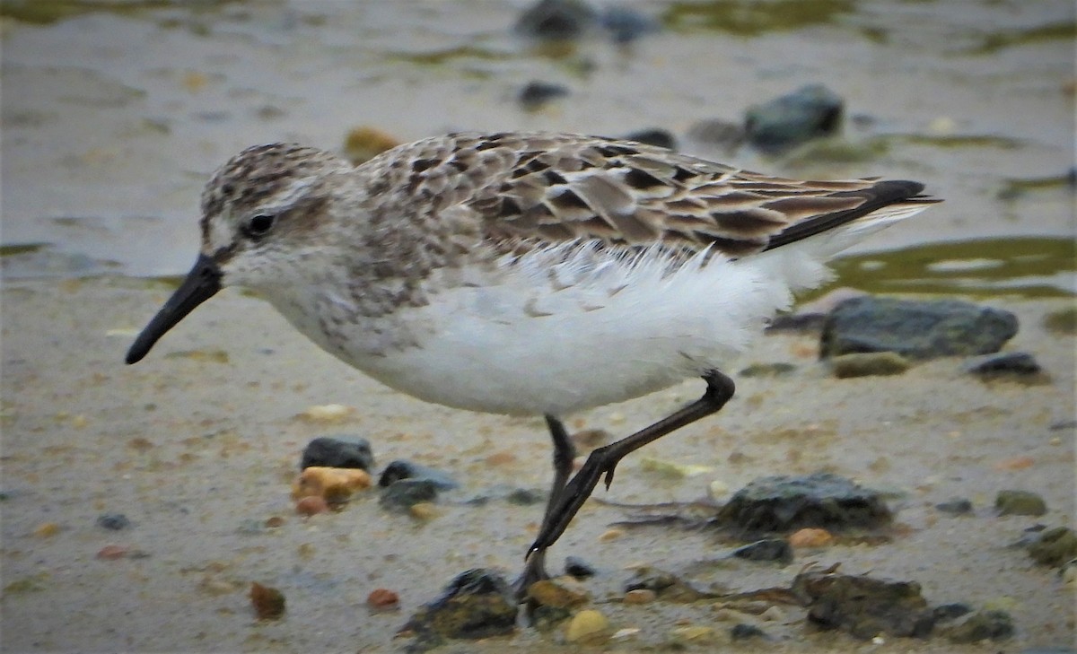 Semipalmated Sandpiper - ML360599831