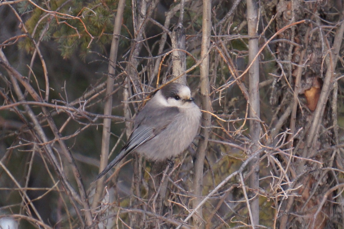 Кукша канадська - ML36060001