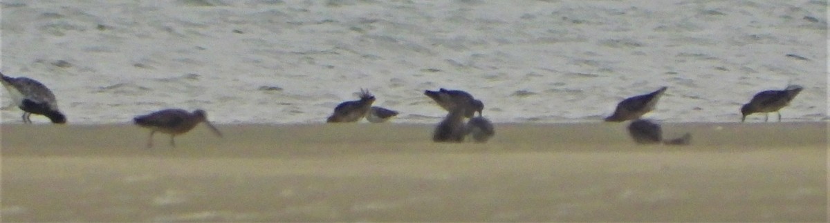 Short-billed Dowitcher (griseus) - ML360600011