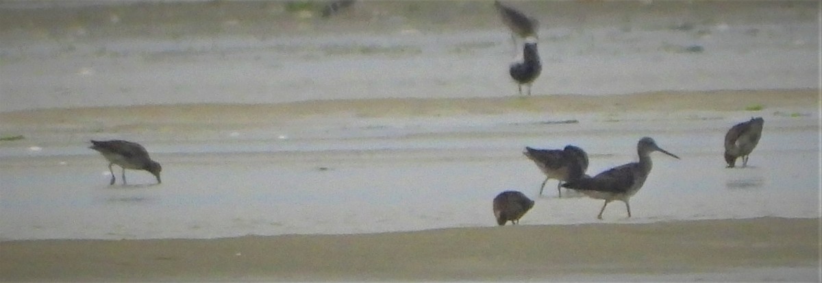 Greater Yellowlegs - ML360600291