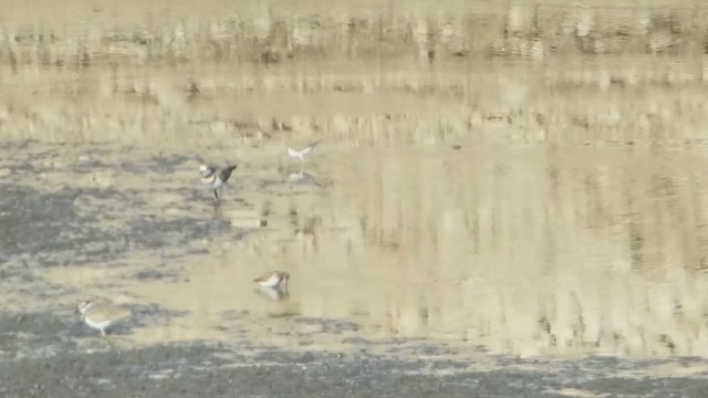 Calidris sp. (peep sp.) - ML360601291