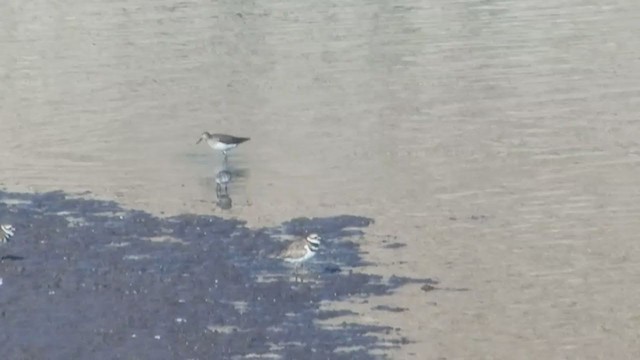 Calidris sp. (peep sp.) - ML360601771