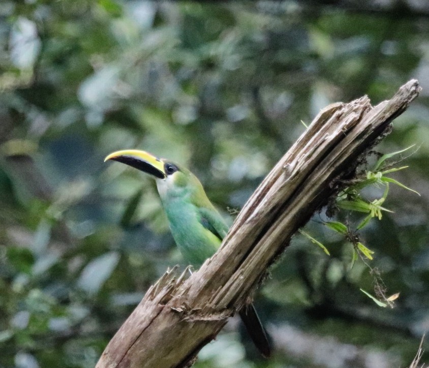 Northern Emerald-Toucanet - ML360602281