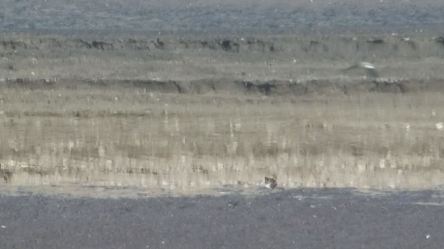 Calidris sp. (peep sp.) - ML360602651