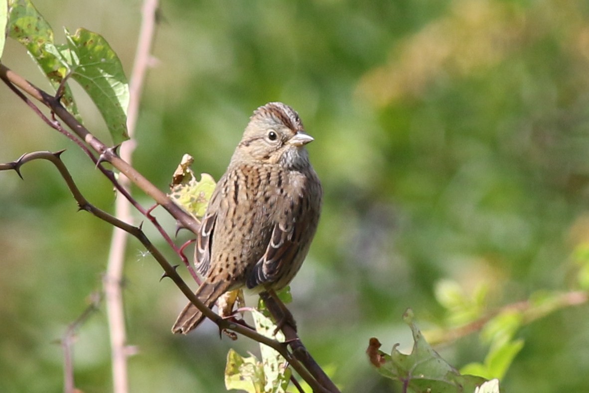 Lincoln's Sparrow - ML36060391