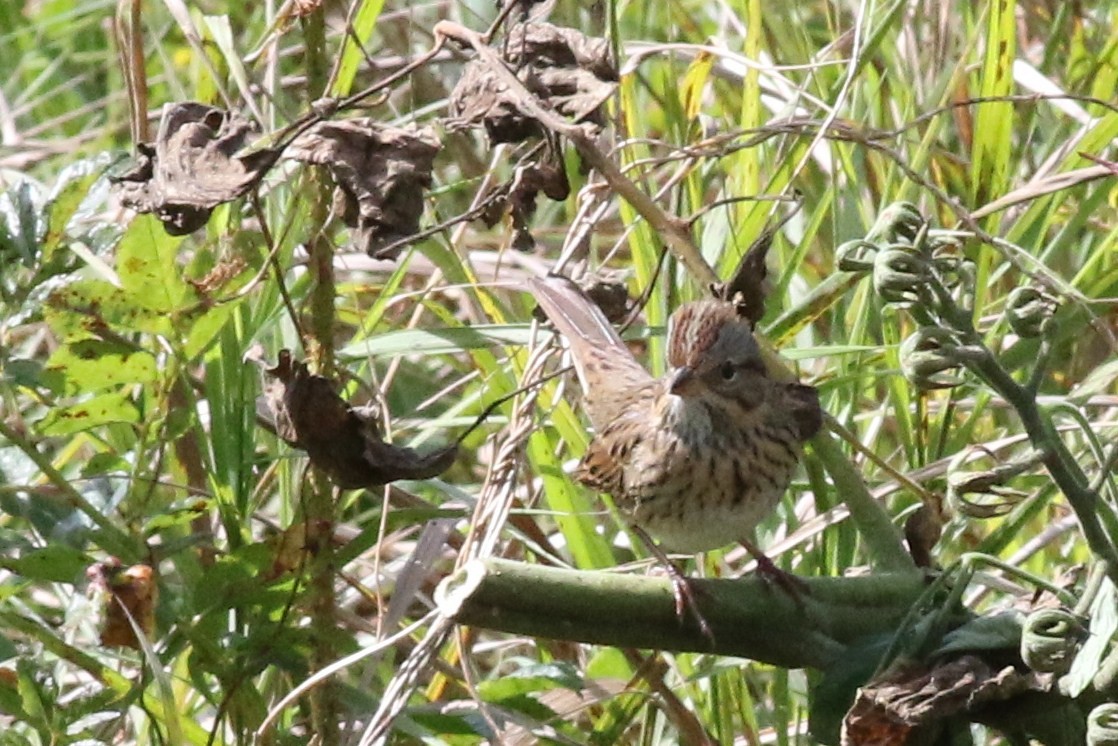 Lincoln's Sparrow - ML36060401