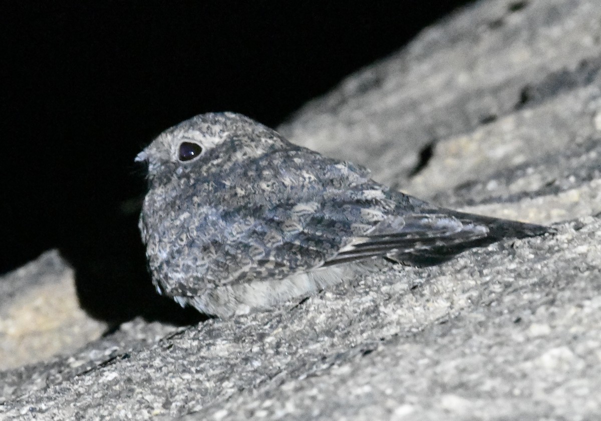 Freckled Nightjar - ML360605361