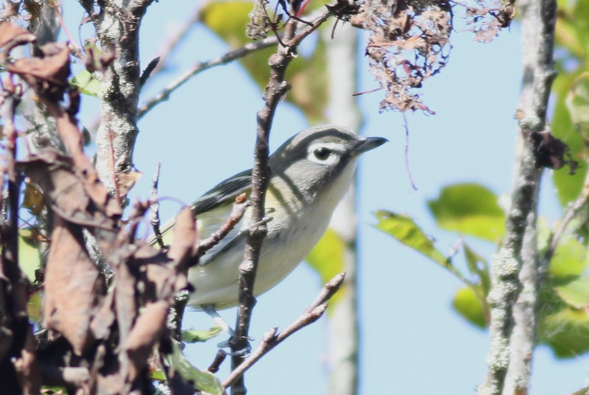 Graukopfvireo - ML36060801