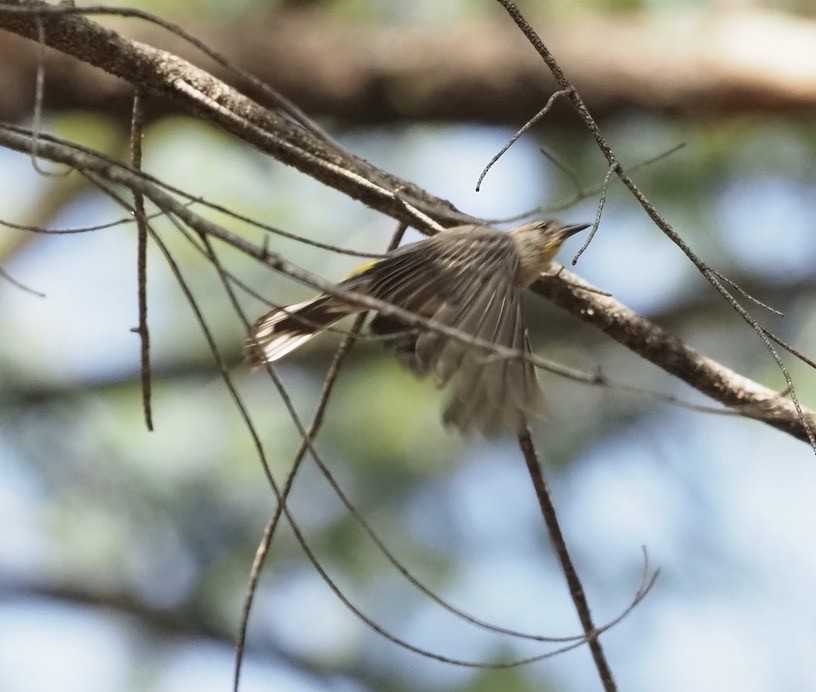 Yellow-rumped Warbler (Audubon's) - ML360609161