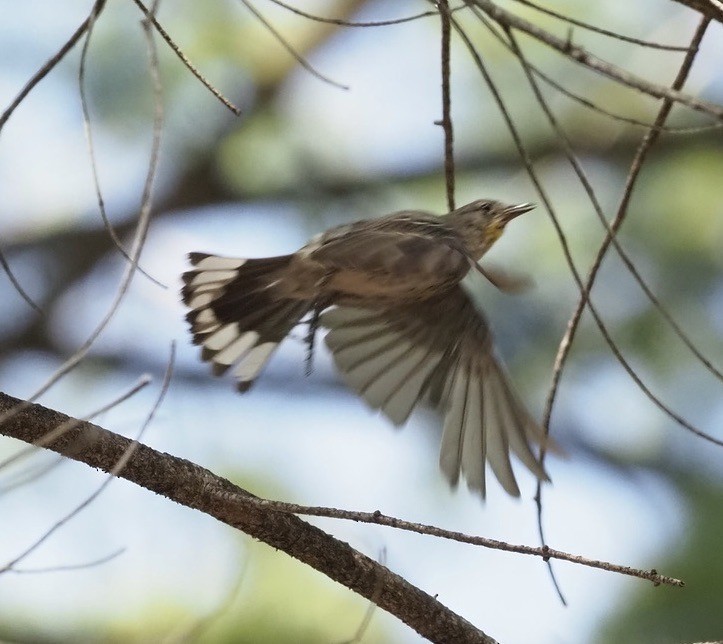 Yellow-rumped Warbler (Audubon's) - ML360609171