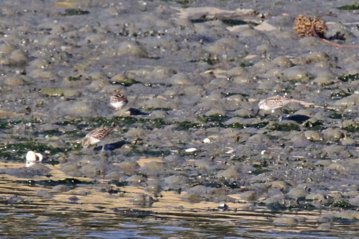 Least Sandpiper - ML360609251