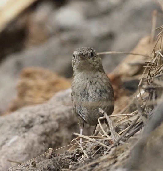 House Wren - ML360609451