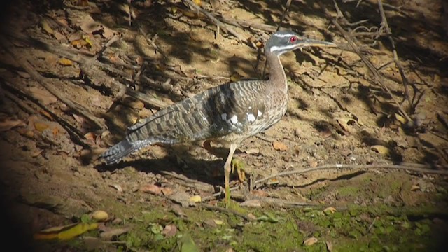 Sunbittern - ML360610261