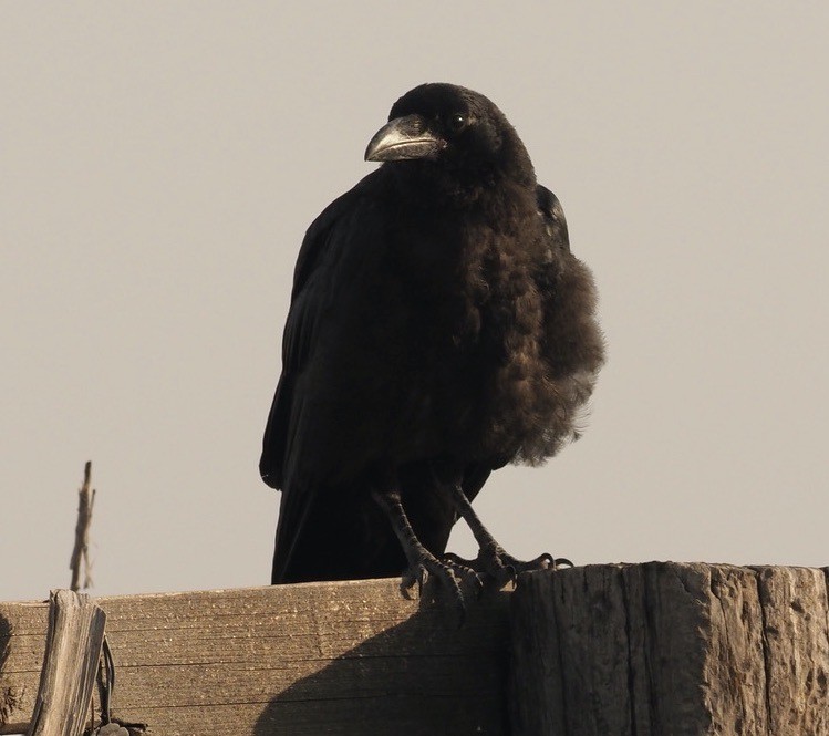 Common Raven - ML360610441