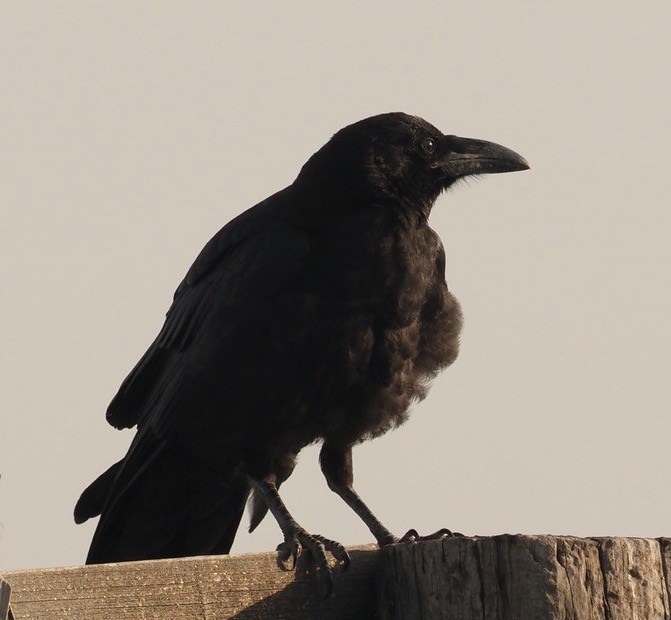 Common Raven - ML360610451