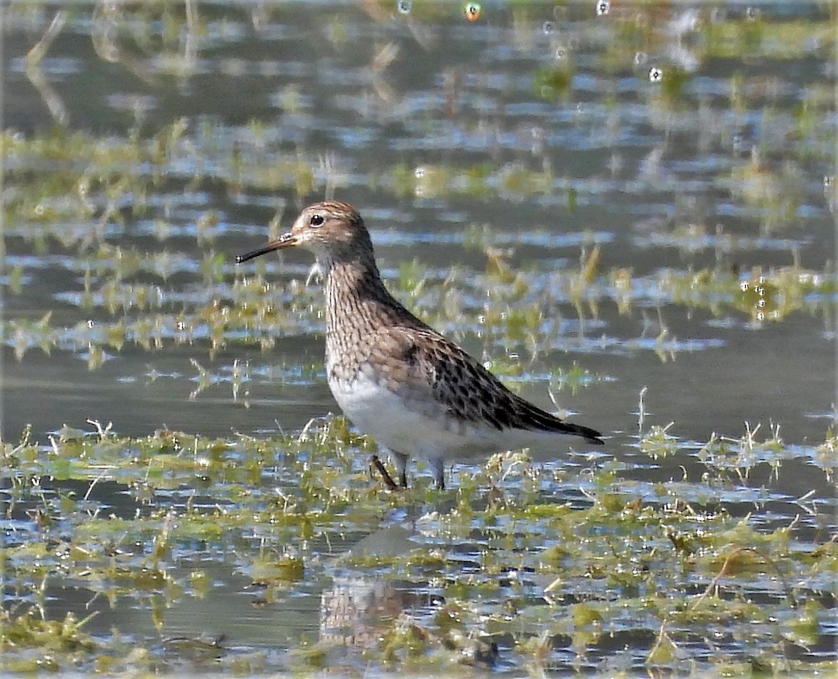 Pectoral Sandpiper - Sharon Dewart-Hansen