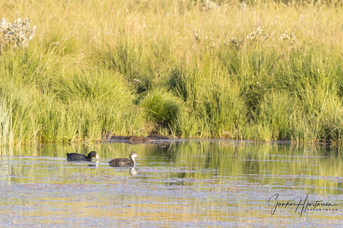 Eurasian Coot - ML360611391