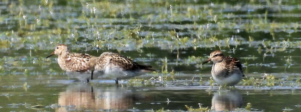 Pectoral Sandpiper - ML360611471