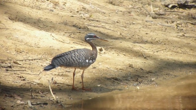 Sunbittern - ML360611661