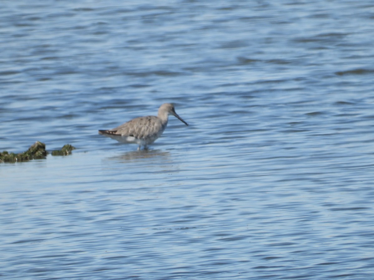 Willet - ML360613211