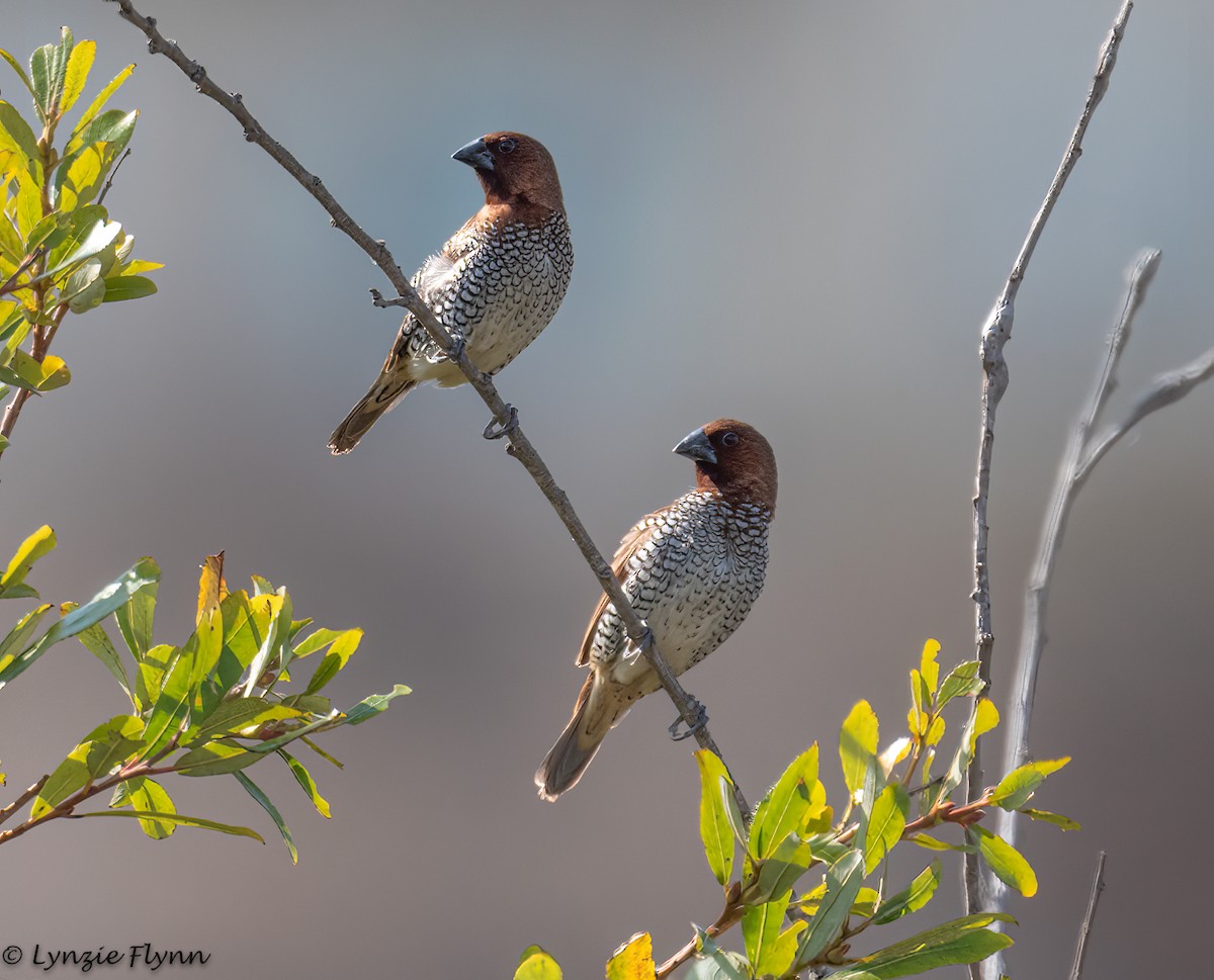 Scaly-breasted Munia - Lynzie Flynn