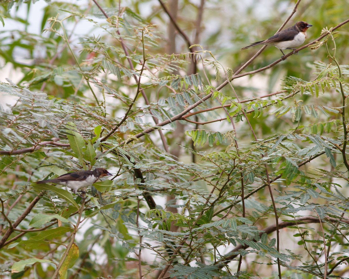 Crimson-fronted Cardinal (Araguaia) - ML360614631