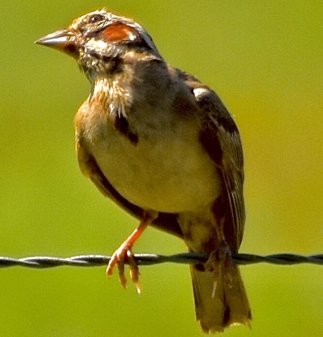 Lark Sparrow - ML360615861